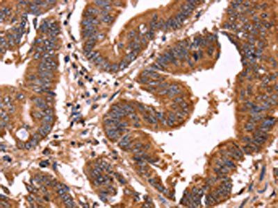 ERP29 Antibody