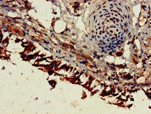 ESM1 Antibody
