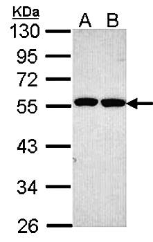 ETEA antibody