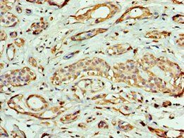 EXOG Antibody