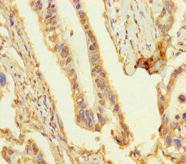 OBP2A Antibody
