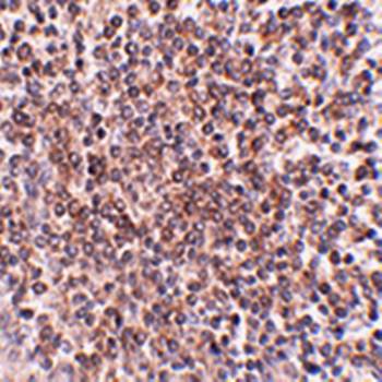 OCC Antibody