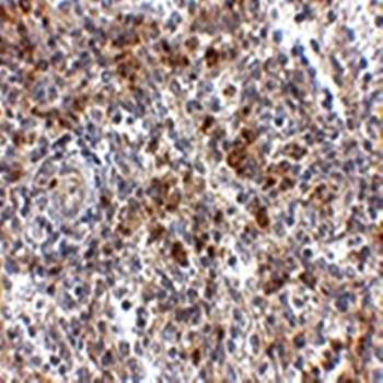 OCC Antibody
