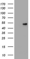 Oct4 Antibody