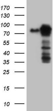 LYRIC Antibody