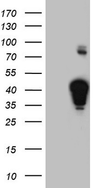 XLF Antibody