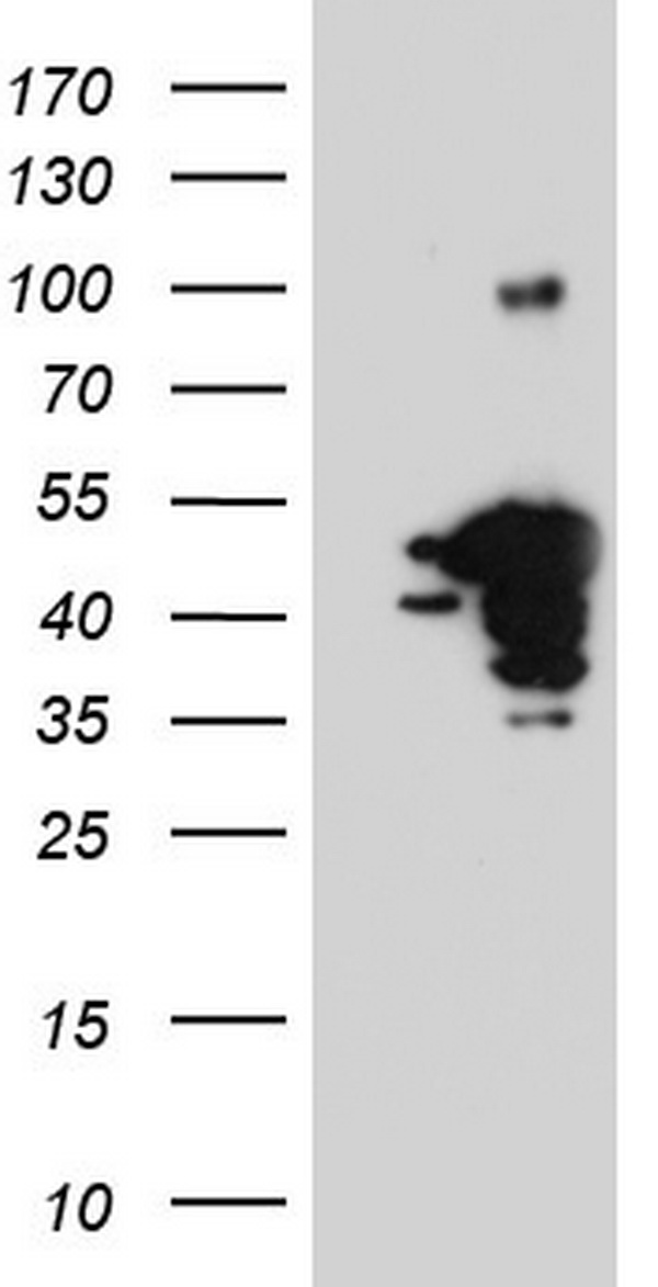 XLF Antibody