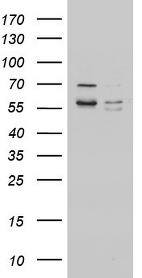 LYRIC Antibody
