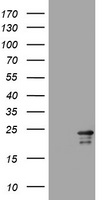VILIP1 Antibody