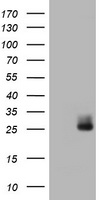 HE4 Antibody