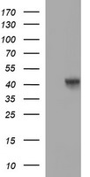 Oct4 Antibody
