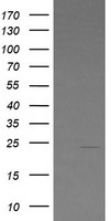 LZIC Antibody