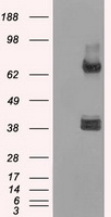 XRCC4 Antibody