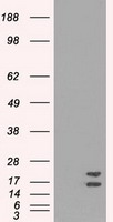 Superoxide Dismutase 1 Antibody