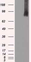 B Raf Antibody