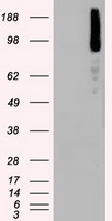 B Raf Antibody