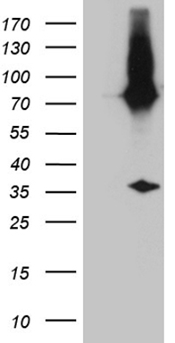 E2-Crimson Antibody