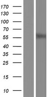 HRH1 Human Over-expression Lysate