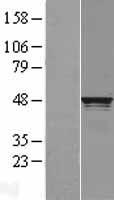 RCC1 Human Over-expression Lysate