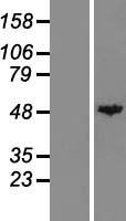 Carboxypeptidase A (CPA1) Human Over-expression Lysate