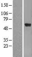 Pea3 (ETV4) Human Over-expression Lysate