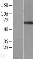 Granulin (GRN) Human Over-expression Lysate