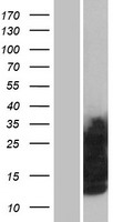 Glycophorin C (GYPC) Human Over-expression Lysate