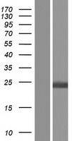 Hippocalcin (HPCA) Human Over-expression Lysate