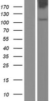 Tenascin C (TNC) Human Over-expression Lysate