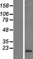 Interferon alpha10 (IFNA10) Human Over-expression Lysate
