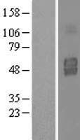 IL3RA Human Over-expression Lysate
