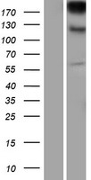 Integrin alpha E (ITGAE) Human Over-expression Lysate