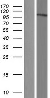 KPNB1 Human Over-expression Lysate