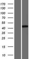 POU3F1 Human Over-expression Lysate