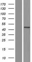 PRKACA Human Over-expression Lysate