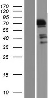 MAPK4 Human Over-expression Lysate