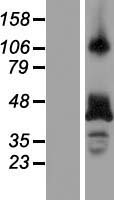 RBM4 Human Over-expression Lysate
