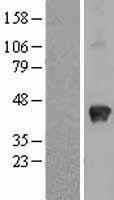 SPARC Human Over-expression Lysate
