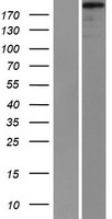 Supervillin (SVIL) Human Over-expression Lysate