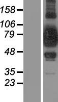 SUPV3L1 Human Over-expression Lysate