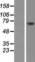 TEC Human Over-expression Lysate