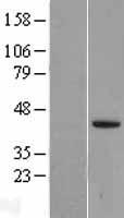 LEFTY2 Human Over-expression Lysate