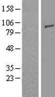TLR2 Human Over-expression Lysate
