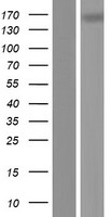 TNR Human Over-expression Lysate