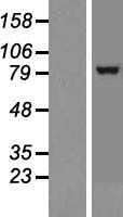 TRPC1 Human Over-expression Lysate