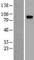 Mps1 (TTK) Human Over-expression Lysate
