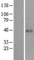 VRK1 Human Over-expression Lysate