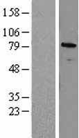 ZNF7 Human Over-expression Lysate