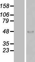 ZNF174 Human Over-expression Lysate