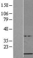 H4C2 Human Over-expression Lysate